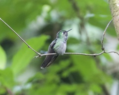 Lampornis viridipallens