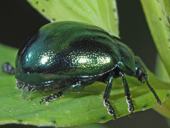 Chrysolina varians