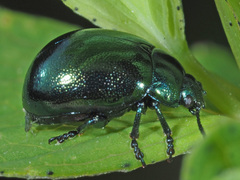 Chrysolina varians