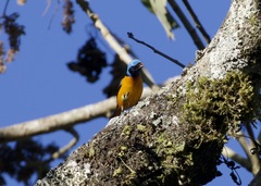 Chlorophonia elegantissima