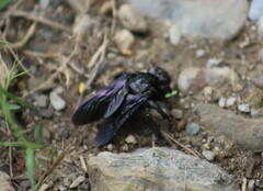 Xylocopa perforator