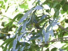 Oreothlypis superciliosa