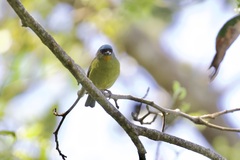 Chlorophonia elegantissima