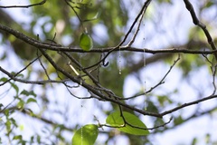 Chlorophonia elegantissima