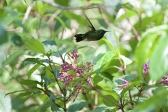 Lampornis viridipallens