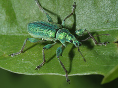 Phyllobius arborator
