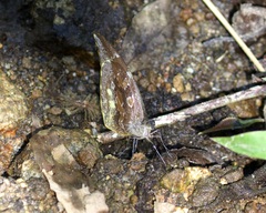 Dismorphiinae