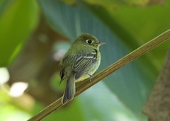 Empidonax flavescens
