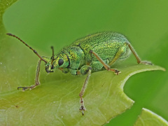 Phyllobius arborator