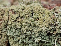 Cladonia parasitica