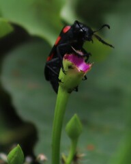 Hycleus biundulatus