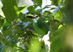 Aulacorhynchus prasinus