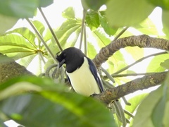 Cyanocorax cristatellus