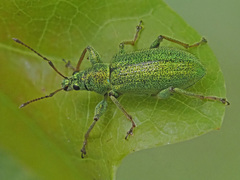 Phyllobius arborator