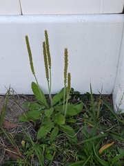 Plantago virginica