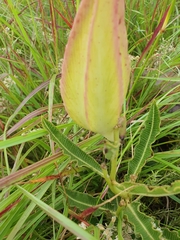 Pachycarpus schinzianus