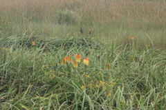Kniphofia linearifolia