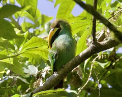 Aulacorhynchus prasinus