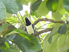 Cyanocorax cristatellus