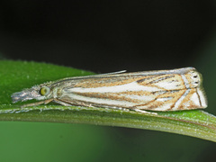 Crambus lathoniellus