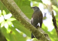 Myadestes occidentalis