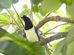 Cyanocorax cristatellus