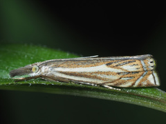 Crambus lathoniellus