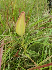 Pachycarpus schinzianus