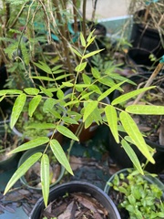Senna ligustrina