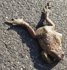 Bufo bufo
