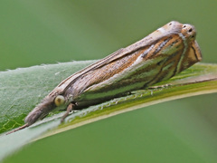 Crambus lathoniellus