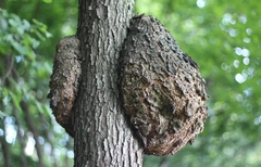 Agrobacterium radiobacter