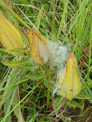 Pachycarpus schinzianus