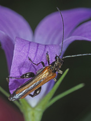 Oedemera femorata