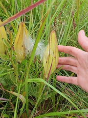Pachycarpus schinzianus