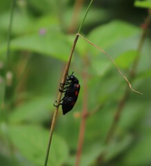 Hycleus biundulatus