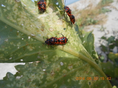 Eurydema spectabilis