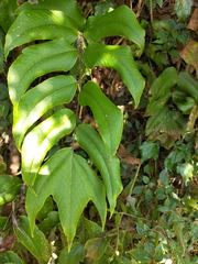 Cyrtomium anomophyllum