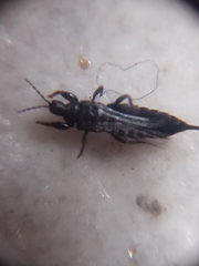 Thysanoptera