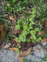 Triodanis