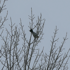 Turdus pilaris