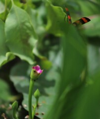 Hycleus biundulatus