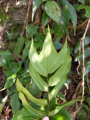 Cyrtomium anomophyllum