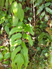 Cyrtomium anomophyllum