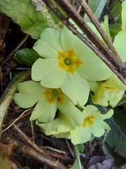 Primula vulgaris