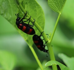 Hycleus biundulatus