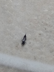Thysanoptera