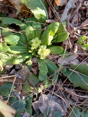 Primula vulgaris