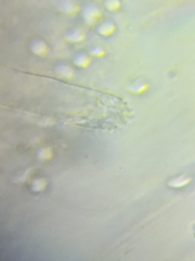 Mycena parabolica