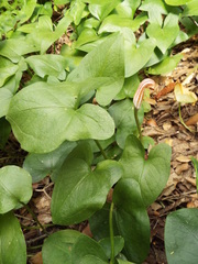 Arisarum vulgare